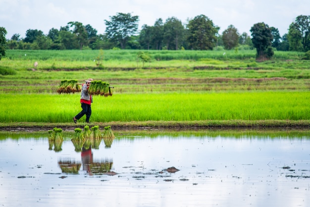 Granjeros tailandeses que plantan el arroz en el campo de arroz.