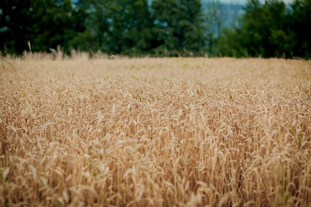 Grano amarillo listo para la cosecha que crece en un campo de granja