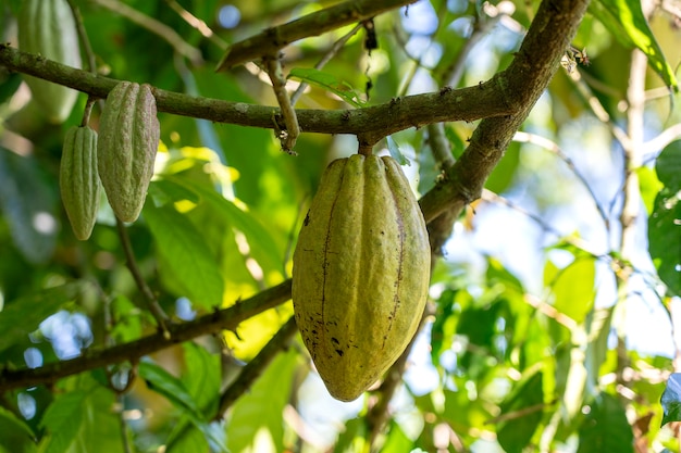 Grano de cacao amarillo en el árbol en la isla de Bali, Indonesia, cerrar