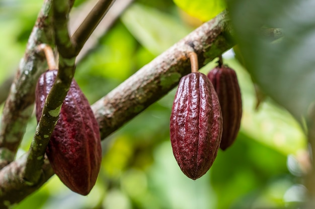 Grano de cacao rojo en el árbol en Indonesia, cerrar