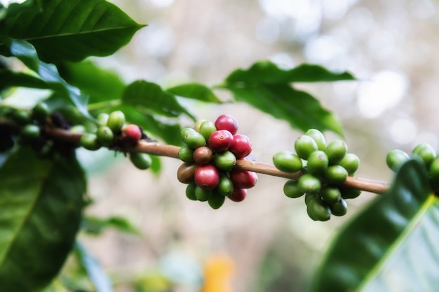 Grano De Café, Arábica Del Arbol De Café