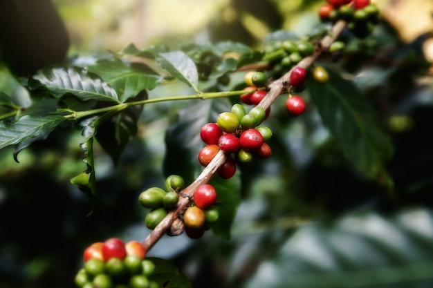 Grano De Café, Arábica Del Arbol De Café