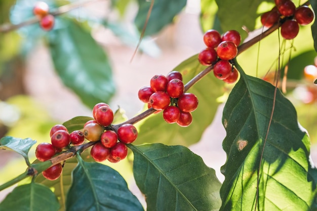 Foto el grano de café arábica creciendo en las ramas de una plantación