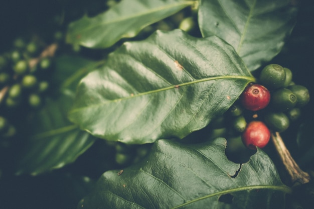 grano de café cereza rojo y verde con cafeto, tono oscuro