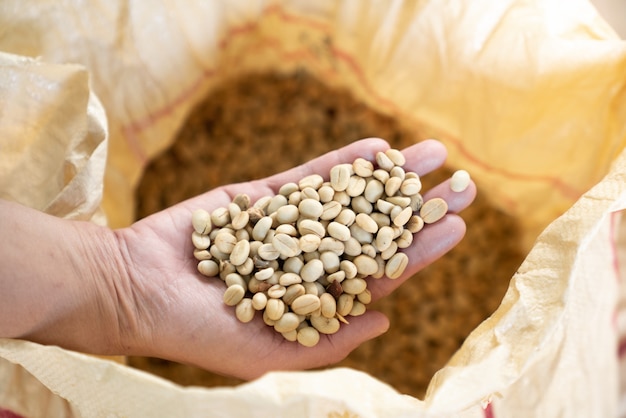 Grano de café crudo en mano con desenfoque de fondo