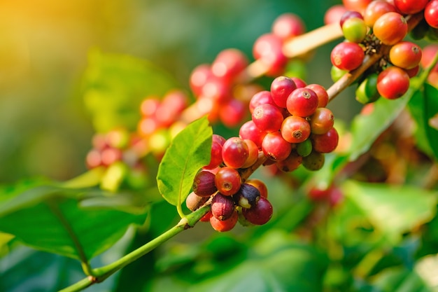 Grano de café fresco en árbol en color de efecto granja y luz del sol