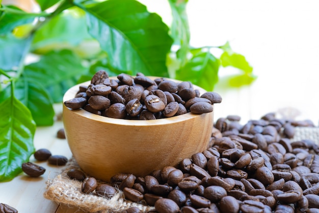 Grano de café medio tostado en un tazón de madera con hojas.