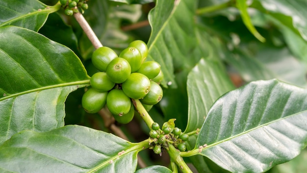 Grano de café verde del arabica en un jardín.