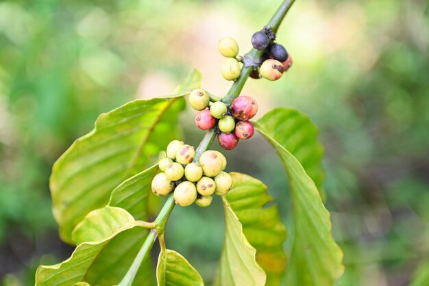 Grano de café verde orgánico en cafeto para cosechar rama de bayas rojas frescas