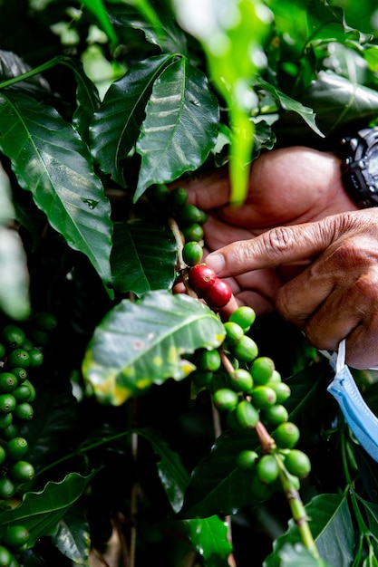 Foto el grano de café