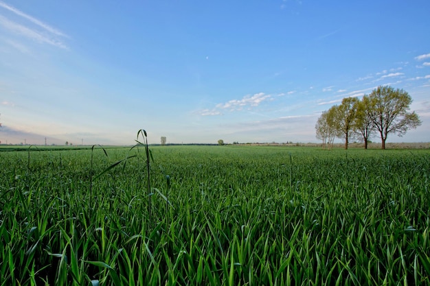 grano en el campo