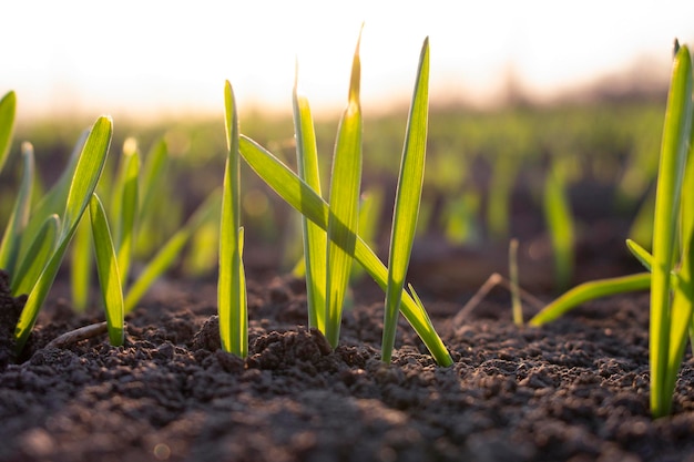 Grano de cebada germinada en el campo