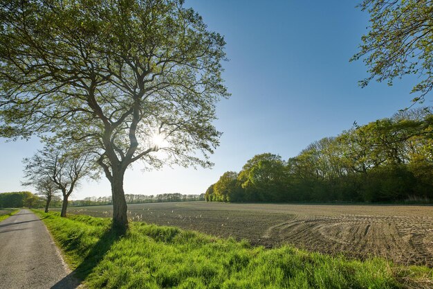 Grano de centeno y trigo que crece en una granja en un campo rural remoto con espacio para copiar Camino o calle de alquitrán que conduce a un campo de maíz local sostenible con paja cortada en la temporada de cosecha y recolección