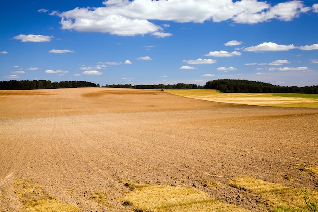 grano durante la cosecha empresa