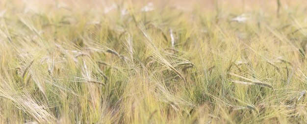 grano cosecha fondo crisis agricultura