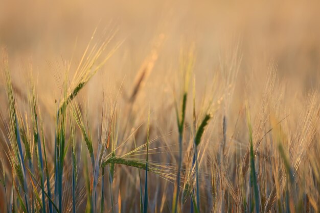 grano cosecha fondo crisis agricultura