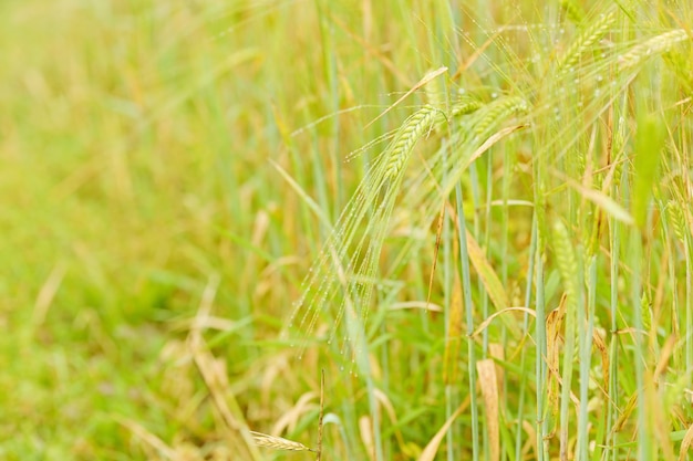 El grano madura en el campo de la granja. Escena con campo de cereal verde.