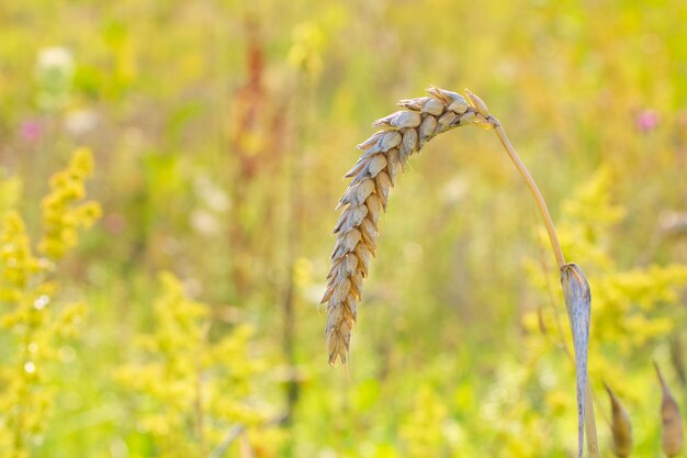 el grano maduro en el campo