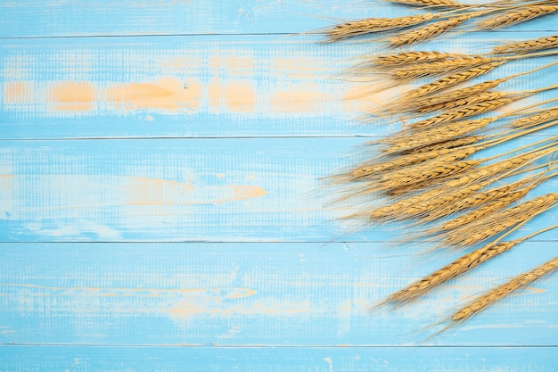 Grano de orejas de trigo sobre fondo de madera azul