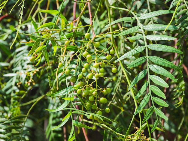 Grano de pimienta rosa (baie rose, pink berry). Schinus molle o peppertree peruano.