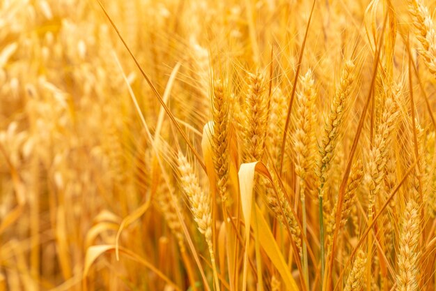 Grano de trigo amarillo listo para la cosecha en el campo agrícola