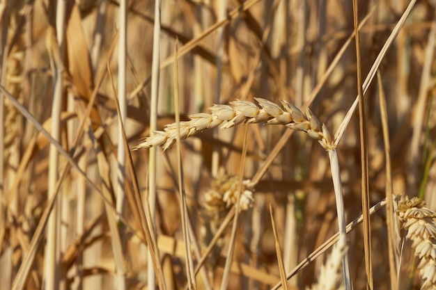 el grano de trigo en el campo