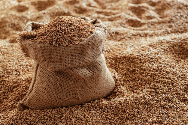 Grano de trigo cosechado en un saco de lino