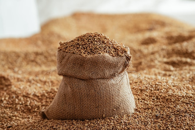 Grano de trigo cosechado en un saco de lino