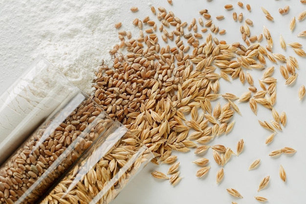 Grano de trigo sin pelar en un matraz de vidrio harina de grano de trigo pelado sobre un fondo blanco