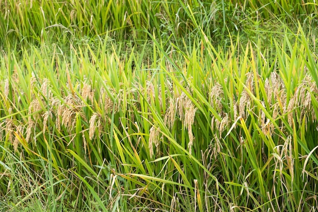 Granos de arroz de agricultura en campo de arroz