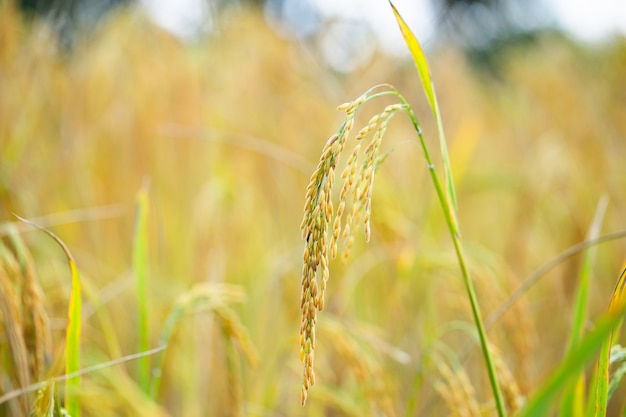 Foto granos de arroz en campos de arroz