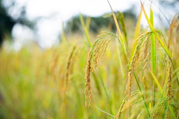 Foto granos de arroz en campos de arroz