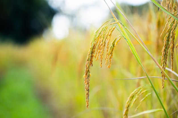 Foto granos de arroz en campos de arroz