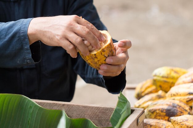 Los granos de cacao frescos en la mano de un granjero
