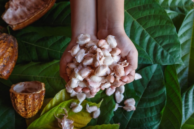 Granos de cacao frescos en la mano