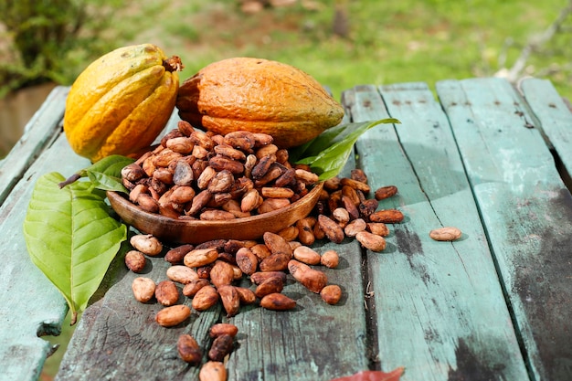 Granos de cacao y frutas Theobroma cacao L imagen imagen de primer plano