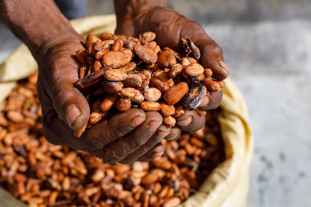 Granos de cacao en manos de un agricultor en el fondo de bolsas