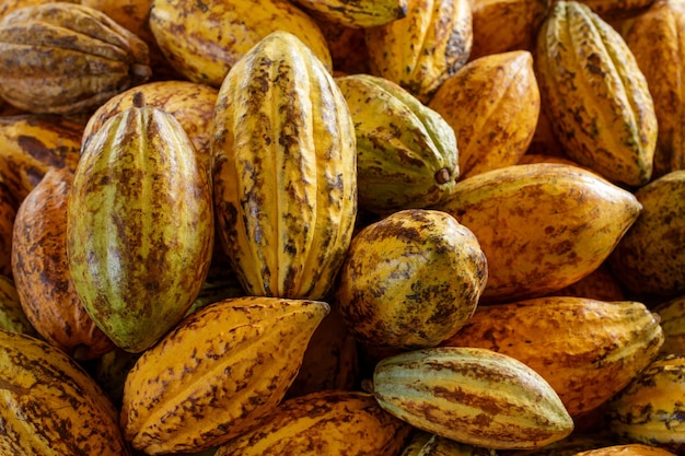 Granos de cacao y mazorca de cacao