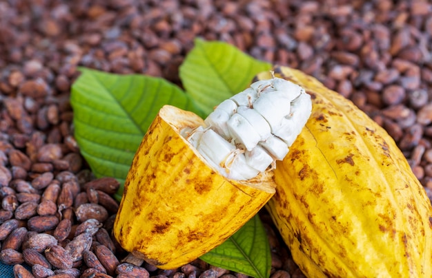 Granos de cacao y mazorcas de cacao sobre una superficie de madera