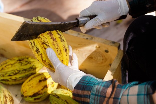 Granos de cacao y mazorcas de cacao sobre una superficie de madera.