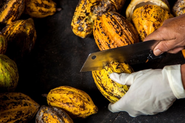 Granos de cacao y mazorcas de cacao sobre una superficie de madera.