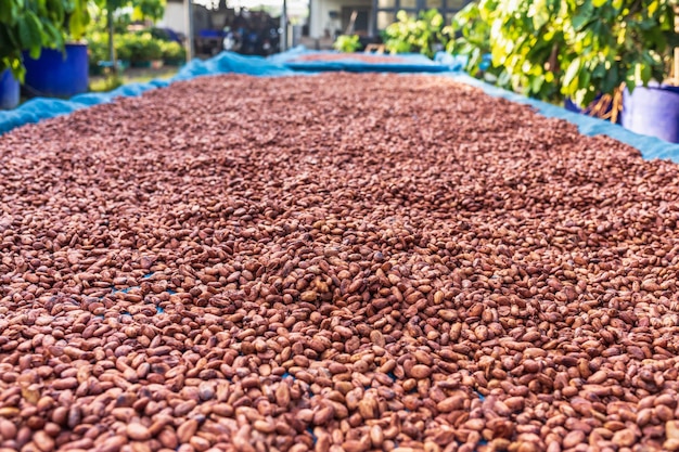 Granos de cacao orgánico secado al sol en la granja