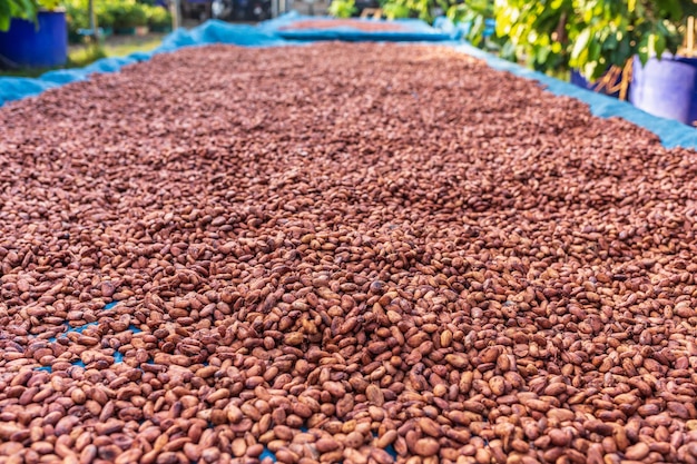 Granos de cacao orgánico secado al sol en la granja