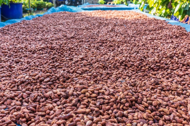 Granos de cacao orgánico secado al sol en la granja