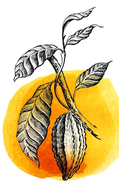 Granos de cacao en la rama de un árbol Tinta dibujada a mano y acuarela sobre papel