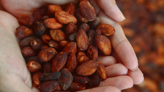 Granos de cacao secos recogidos en la palma contra el fondo de granos de cacao secos granos de cacao