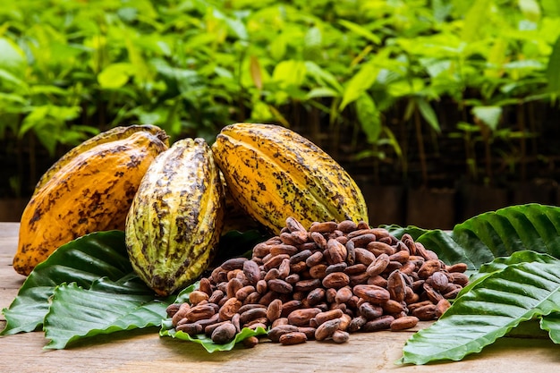 Granos de cacao y vaina de cacao sobre una superficie de madera