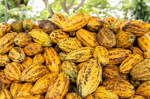 Granos de cacao y vaina de cacao sobre una superficie de madera