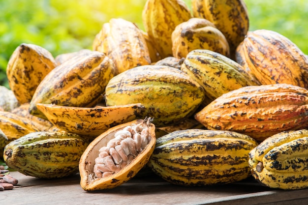 Granos de cacao y la vaina de cacao en una superficie de madera.