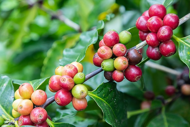 Los granos de café arábica en el árbol en la montaña en la granja del norte de Tailandia